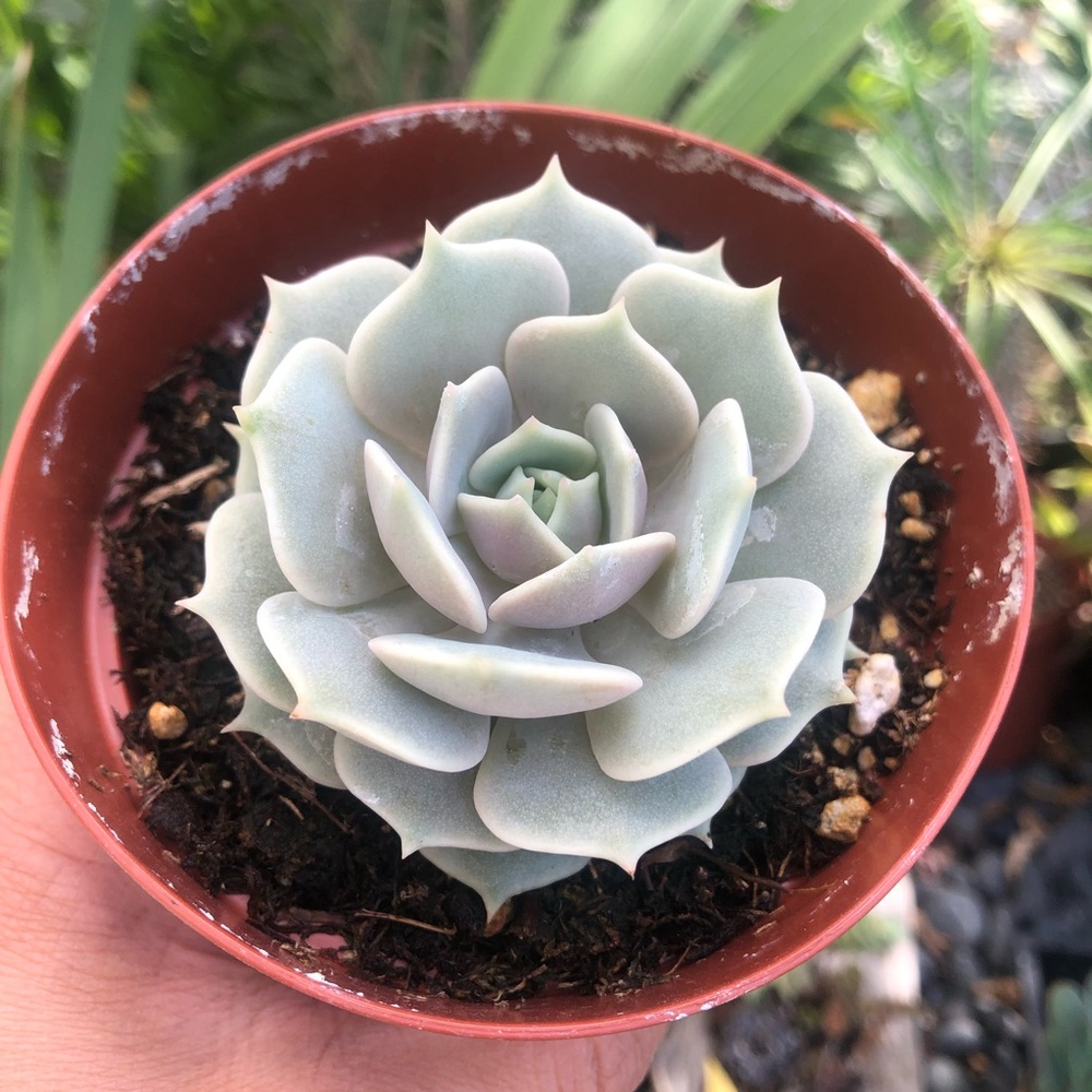 Succulent Plant